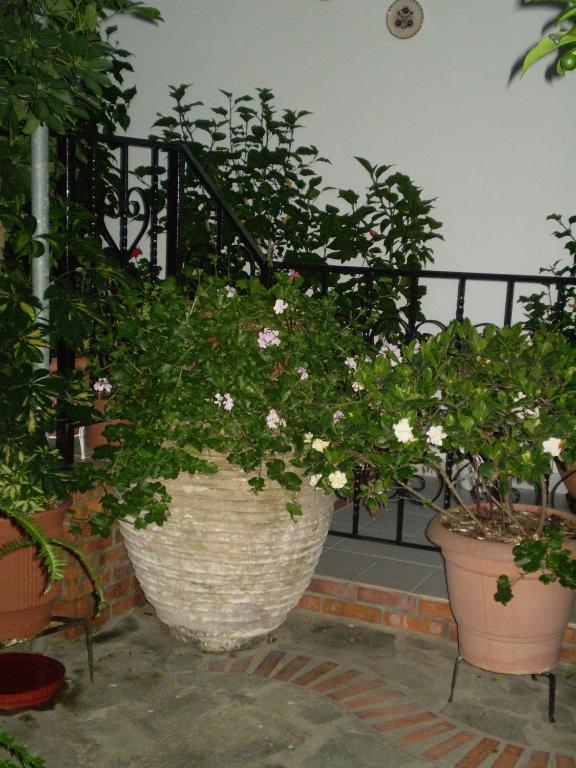 Studios Nopi-Zoi Skiathos Exterior foto